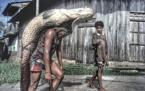 That is a huge fish...his poor back. Alex Webb, Thomas Carlyle, Tropical Freshwater Fish, Amazon River, New York Times Magazine, One Fish, Foto Art, Magnum Photos, Big Fish