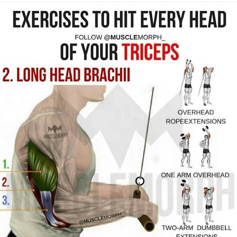 Triceps (Long Head Brachi) V Cut Abs, Nutrition Sportive, Gym Workout Chart, Fitness And Health, Fitness Photoshoot, Sport Training, Workout Chart, Triceps Workout, Workout Supplements