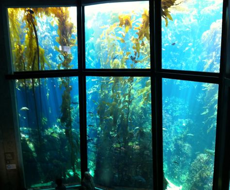 The kelp forest exhibit was pretty cool! Slytherin Dorm Room, Slytherin Dark Academia, Slytherin Room, Slytherin Common Room, Slytherin Pride, Monterey Bay Aquarium, Slytherin House, Hogwarts Aesthetic, Slytherin Aesthetic