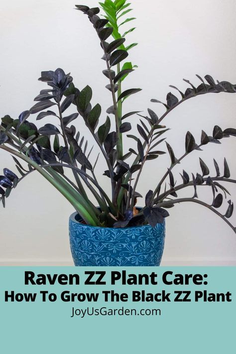 Looking for a unique indoor plant that will bring a touch of drama to your home decor? Meet the Raven ZZ Plant (or Black ZZ Plant). This is one easy care indoor plant! Learn black raven zz plant care, black zz plant care, raven plant care , raven zz care, & raven zz plant care here. There are few houseplants with black leaves & one thatgreen turns to black. With its unique dark leaves and striking form, this black indoor plant is sure to add a distinctive and dramatic flair to any room. Raven Plant, Raven Zz Plant, Plant Grow Lights, Zz Plant Care, Indoor Plant Care Guide, Easy Indoor Plants, Dark Leaves, Plant Grow Light, Inch Plant