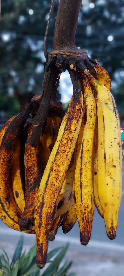 Cooking bananas 
banana cultivars in the genus Musa
plantains 
green bananas
Ruben sukatendel 
Jakarta 
Indonesia Cooking Bananas, Green Banana, Bananas, Indonesia, Fruit, Green