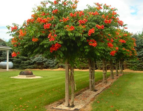 Unruly Trumpet Vine (Campsis radicans) tamed!! This is amazing and took great vigilance. (The plant is known to eat houses.) Campsis Radicans, Trumpet Creeper, Training Vines, Trumpet Vine, Garden Vines, Climbing Vines, The Secret Garden, Alam Yang Indah, In The Fall