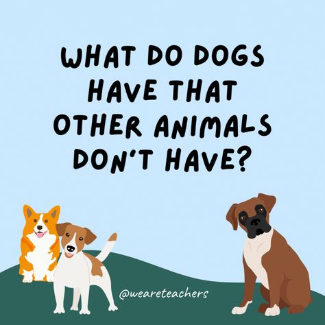 Who doesn't love dogs and jokes? We have found the funniest doggone dog jokes for kids and compiled them just for you dog lovers! Puppy Jokes, Grammar Jokes, Animal Lessons, History Jokes, What Kind Of Dog, Music Jokes, Dog Jokes, Frozen Dog, Math Jokes