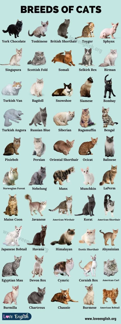 Unique Cats Breeds, Unique Cat Breeds Beautiful, Pretty Cat Breeds, Long Hair Cats Breeds, Cat Knowledge, Cat Breeds List, Cat Breeds Chart, Different Breeds Of Cats, Different Types Of Cats