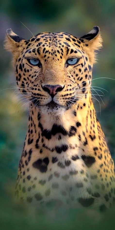 Big Cats Photography, Regard Animal, Ear Tattoo Ideas, Leopard Art, Wild Animals Pictures, Exotic Cats, Your Higher Self, Spirit Guide, Inner Guidance