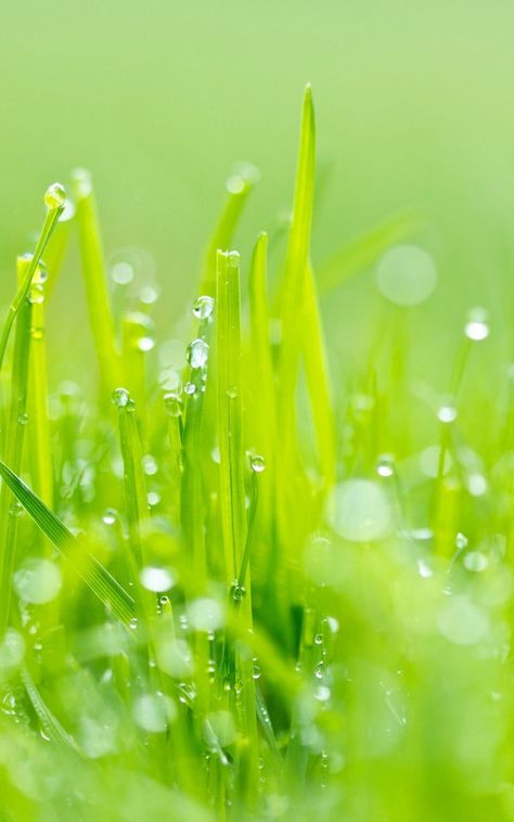 #dew #grass #green #light #Macro. Read more: https://wallpapershd.info/wallpaper-grass-dew-green-light-1584291843.html Check more at https://wallpapershd.info/wallpaper-grass-dew-green-light-1584291843.html Grass Aesthetic, Grass Wallpaper, Flower Texture, Jesus Images, Grass Green, Background For Photography, Green Light, Background Wallpaper, Textured Background