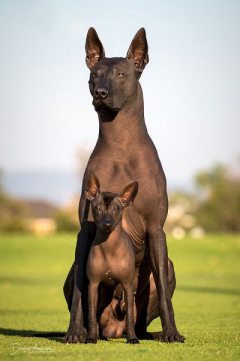 Mini and standard Xoloitzcuintle Hairless Dog Breeds, Bunbury Australia, Anubis Dog, Xolo Dog, Hairless Dogs, Mexican Hairless Dog, Rare Dogs, Hairless Dog, Scary Dogs