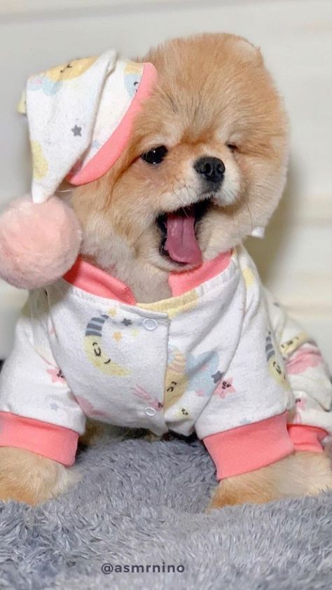 dog with clothes #pomeranian #doglovers Dog With Clothes, Teddy Bear Pomeranian, Pomeranian Dog, Pomeranian Puppy, Cute Pugs, Fluffy Cat, Baby Dogs, Dog Tshirt