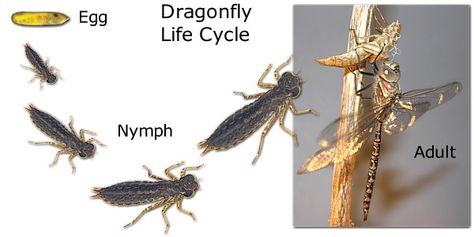 Dragonflies of Manitoba-Life Cycle Dragonfly Life Cycle, Life In Water, Glasswing Butterfly, Transparent Wings, Parasitic Worms, Dragonfly Larvae, Life Story, Dragonflies, Life Cycles