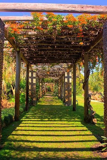 Trellis Bougainvillea, Bougainvillea Trellis, Rustic Patio, Garden Vines, Garden Pathway, Plants And Flowers, Coral Gables, Garden Trellis, Bougainvillea