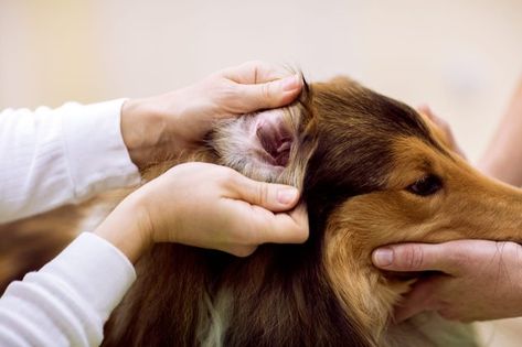 Ear Mites in Dogs: How to Tell if Your Dog Has Ear Mites | Reader's Digest Ear Mites In Dogs, Dog Ear Mites, Dog Ear Infections, Cocker Spaniel Poodle, Dogs Ears Infection, Hound Breeds, Ear Infections, Natural Pet Food, Pet Clinic