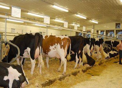 Crops, Dairy, Livestock and Equine: Small Scale Dairy Calf and Cattle Housing | Center for Agriculture, Food, and the Environment at UMass Amherst Cattle Barn Designs, Cattle Housing, Umass Amherst, Cattle Barn, Location Design, Raising Farm Animals, Mini Cows, Rules And Regulations, Cattle Farming