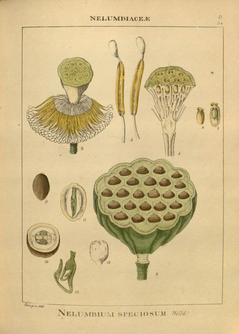 Botony Pictures Drawing, Alchemilla Vulgaris, Draw Botanical, Botanical Art Drawing, Seed Illustration, Fun Drawings, Best Drawing Ideas, Botanical Sketchbook, Edwardian Art