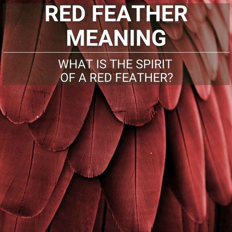 The red feather meaning is a very special symbol and can mean many different things depending on what culture is viewing them. They're often found by people Red Feather Meaning, Red Feather Tattoo, Brown Feather Meaning, Black Feather Meaning, White Feather Meaning, Feather Color Meaning, Red Angel Wings, Hummingbird Feather, Finding Feathers