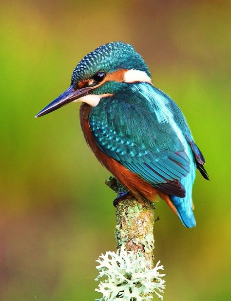 Kingfisher Tattoo, King Fisher, Common Kingfisher, Kingfisher Bird, Australian Birds, On A Stick, Airbrush Art, Colorful Bird, All Birds