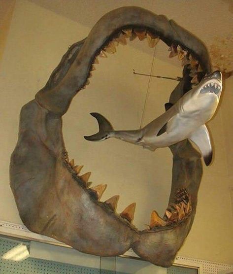 Megalodon Jaw, Pantuflas Tejidas, Megalodon Shark, Extinct Animals, Dinosaur Fossils, Prehistoric Creatures, White Sharks, Prehistoric Animals, Great White Shark