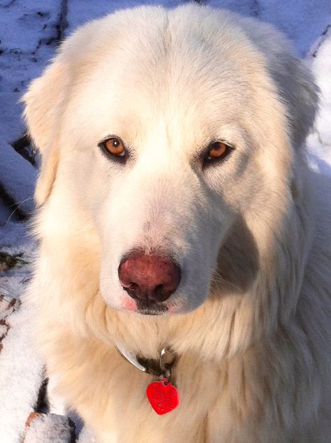 Maremma - Italian Sheepdog Gentle Giant Dogs, Maremma Dog, Cute White Dogs, Maremma Sheepdog, Livestock Guardian Dog, Livestock Guardian, Great Pyrenees Dog, Sheep Dog, Horse Colors