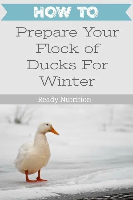 It's that time of year again! Here are some important tips on preparing your flock of ducks for winter! Winterize Duck Coop, Winter Duck Waterer, Duck Bedding Ideas, Duck Waterer No Mess Winter, Duck House For Winter, Duck Winter Care, Duck Raising, Duck Waterer, Duck Care