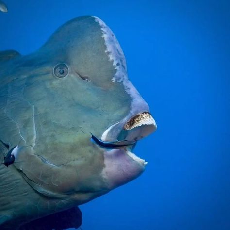 Australian Geographic on Instagram: "When was your last dentist visit? This bumphead parrotfish is being very patient with a cleaner wrasse at Flynn Reef, QLD. 📸 @johnny_gaskell #ausgeo #bumpheadparrotfish #sealife #oceanlovers #oceanlife #discoverearth" Parrot Fish, Dentist Visit, Diy Tooth Fairy, Dental Humor, Best Dentist, Sensitive Teeth, Healthy Teeth, Sealife, Ocean Life