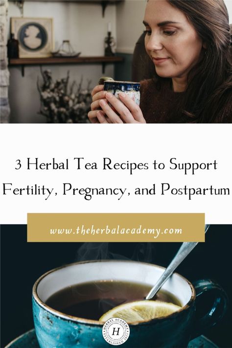 3 Herbal Tea Recipes to Support Fertility, Pregnancy, and Postpartum | Herbal Academy | Put the kettle on, because these herbal tea recipes are wonderful options for nourishing herbs during pregnancy, lactation, and postpartum. Diy Fertility Tea, Herbal Academy Recipes, Postpartum Tea Blend, Postpartum Tea Recipe, Postpartum Tea, Ginger Lemon Tea, Fertility Tea, Ginger Rhizome, Pregnancy Tea