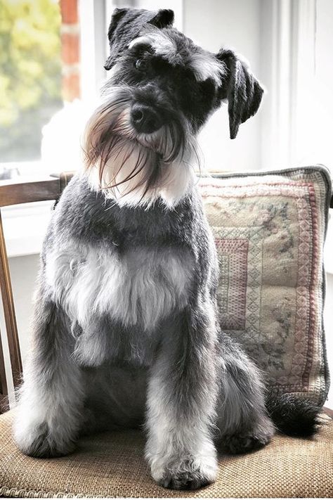 #minischnauzers #miniatureschnauzer #schnauzer German Schnauzer, Snoozer Dog, Schnauzer Print, Schnauzer Breed, Schnauzer Grooming, Puppy Room, Mini Schnauzer Puppies, Schnauzer Art, Standard Schnauzer