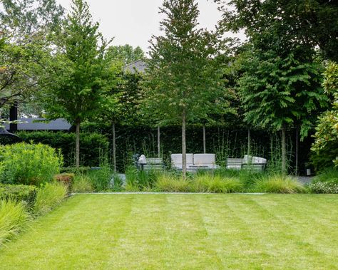 Garden screening ideas: 24 ways to create privacy beautifully | Privacy Walls With Plants, Garden Screening Ideas Privacy Hedge, Garden Privacy Ideas Uk, How To Make Your Garden More Private, Screening Trees Privacy, Tree Screening Ideas, Screening Plants Uk, Screening Trees Uk, Small Garden Privacy Ideas