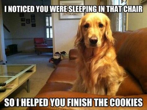 I noticed you were sleeping in that chair, so I helped you finish the cookies. Dog love. Grumpy Cats, Friday Pictures, Funny Animals With Captions, Funny Dog Memes, Funny Dog Pictures, Funny Captions, Silly Animals, Memes Humor, Daryl Dixon