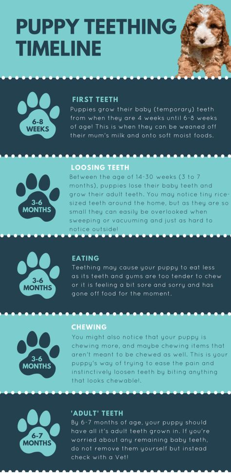 Health Checklist, Puppy Schedule, Puppy Training Schedule, New Puppy Checklist, Puppy Checklist, Weight Chart, Teething Remedies, Puppy Mom, Puppies Tips