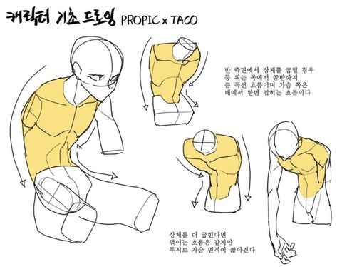 When the upper body is bent at half, the back is represented by the big curved line from the neck to the pelvis, and the front is the line from the chest and folds at the belly. If the upper body is bent further, the flow will be the same, but the thorax area will seem shorter because of the perspective. Concept Drawing, Taco Taco, Anatomy Tutorial, Human Anatomy Drawing, Body Drawing Tutorial, Human Anatomy Art, Anatomy Sketches, Different Poses, Body Reference Drawing