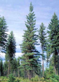 Idaho State Tree: Western White Pine Western White Pine, Types Of Pine Trees, White Pine Tree, Pine Tree Tattoo, Western United States, Tree Seedlings, Eastern White Pine, Pine Trees Forest, Fast Growing Trees