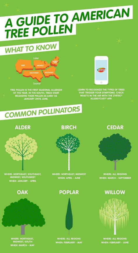 Tree pollen is the first seasonal allergen of the year. In the south, trees start releasing their pollen as early as January until June. Learn to recognize the types of trees that trigger your allergy symptoms. Check what’s in the air with the ZYRTEC® Allergycast app. Pollen Allergy, Spring Allergies, Healthy Nuts, Pollen Allergies, Seasonal Allergies, Allergy Symptoms, Cold Remedies, Early Spring, A Tree