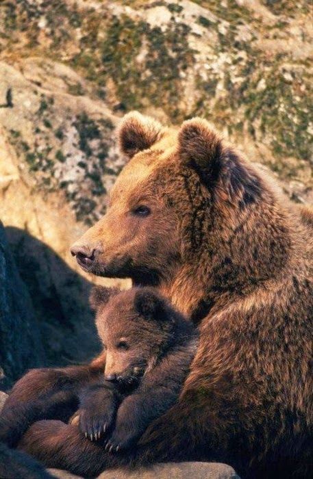 Brown Bears, A Mother's Love, Mother's Love, Love Bear, Grizzly Bear, Sweet Animals, Animal Planet, Amazing Animals, Animal Love