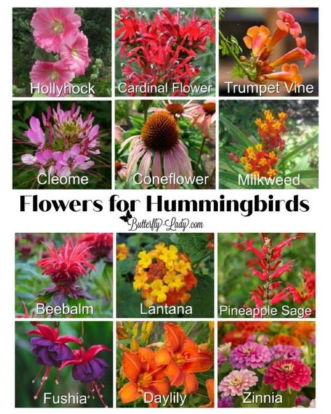 Flowers For Hummingbirds, Hummingbird Garden Flowers, Milkweed Flower, Backyard Birds Sanctuary, Butterfly Garden Plants, Mosquito Repelling, Ideas Animal Crossing, Hummingbird Plants, Attract Hummingbirds