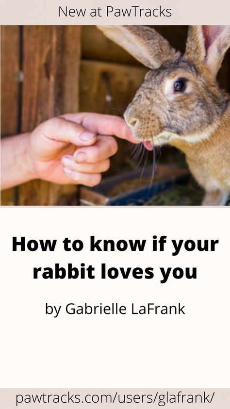 Bonding with a pet who loves you is one of the joys of life, no matter the species. For some, though, it can be challenging to tell whether your pet is showing affection, especially for owners of animals whose body language isn’t as widely known. You’ll know a happy dog from its relaxed stance and wagging tail — but how do you decode a bunny’s body language? Rabbit Body Language, Bunny Body Language, Bunny Language, Showing Affection, Animal Behaviorist, Joys Of Life, House Rabbit, Just Pretend, Like A Cat