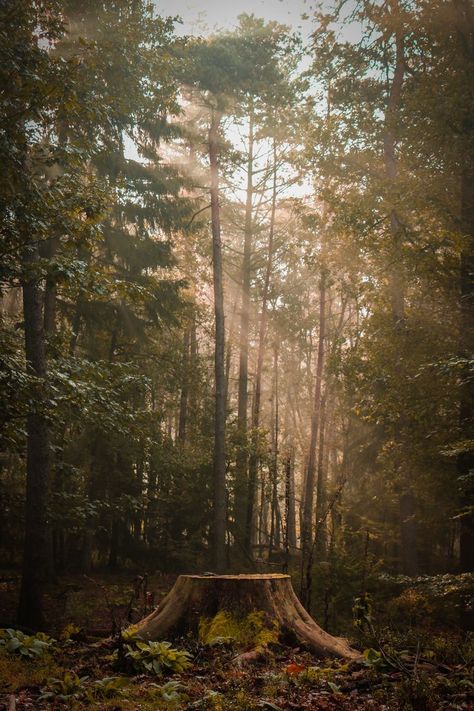 Forest Vegetation, Iphone Wallpaper Texture, Forest Drawing, Forest Background, Scary Clowns, Tree Stump, Social Media Design Graphics, Dark Forest, Tree Art