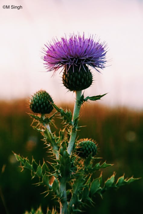 Scottish Thistle Photography, Milk Thistle Plant, Milk Thistle Tattoo, Russian Thistle, Thistle Aesthetic, Thistle Flower Arrangement, Texas Thistle, Irish Thistle, Scottish Wildflowers