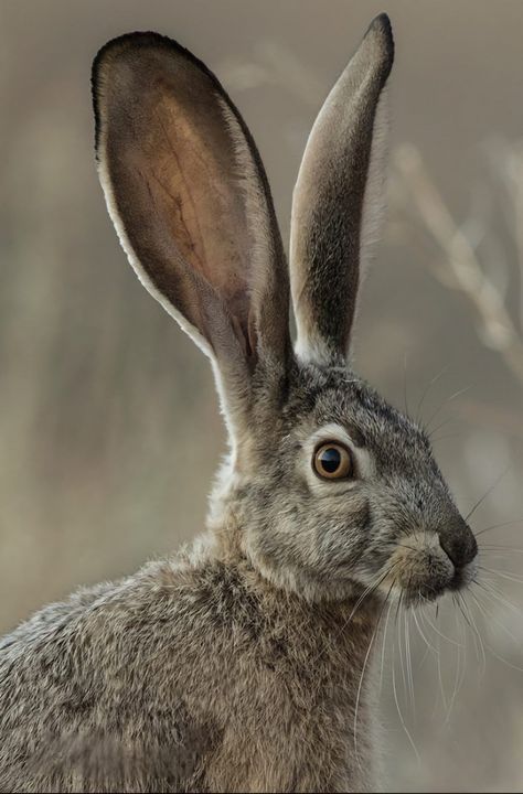 Jackalope Painting, Hare Pictures, Rabbit Portrait, Hare Painting, Animal T Shirt, Wallpapers Beautiful, Tattoo Nature, Rabbit Life, Carnival Of The Animals