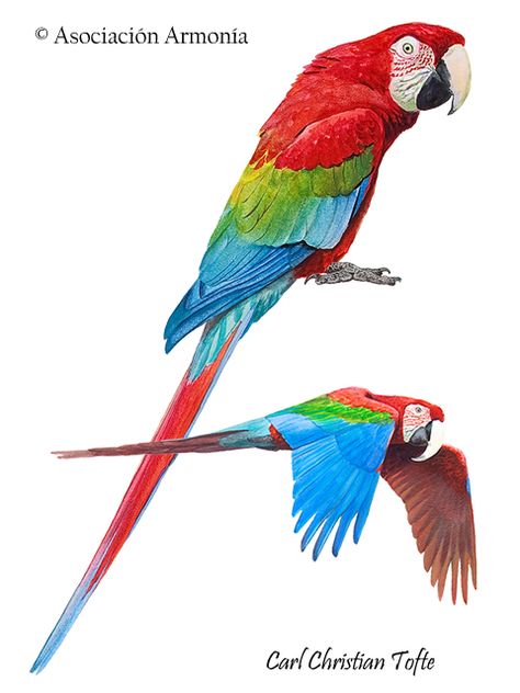 Red-and-green Macaw (Ara chloropterus) Green Macaw, Field Guide, Ecology, Parrot, Universe, Birds, Green, Red, Quick Saves