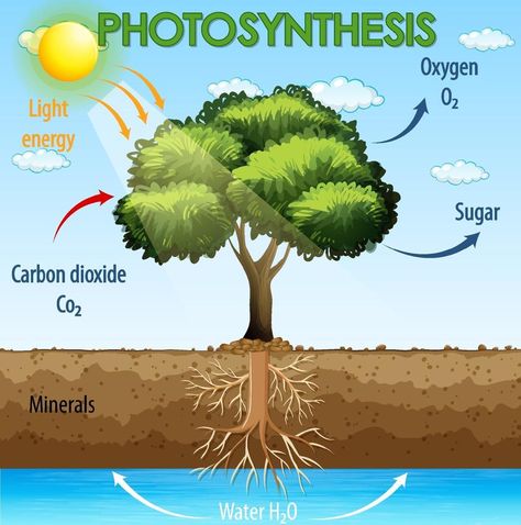 Diagram showing process of photosynthesis in plant Diagram Of Photosynthesis, Photosynthesis Diagram, Plant Diagram, Process Of Photosynthesis, Newspaper Design Layout, Ag Education, Plant Vector, Newspaper Design, Science Project