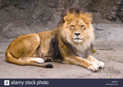 Download this stock image: A male lion sitting and watching - B9ND20 from Alamy's library of millions of high resolution stock photos, illustrations and vectors. Lion Sitting, Leg Reference, Lilac Breasted Roller, Birth Art, Lion Paw, Cat Reference, Male Lion, Ancient Animals, Lion Mane