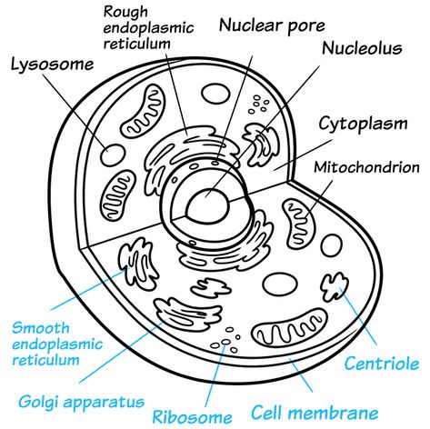 How to Draw an Animal Cell Step 09 Vacuole Drawing, Animal Cell Anatomy, Animal Cell Drawing, Animal Cell Structure, Prokaryotic Cell, Plant And Animal Cells, Eukaryotic Cell, Animal Cell, School Coloring Pages