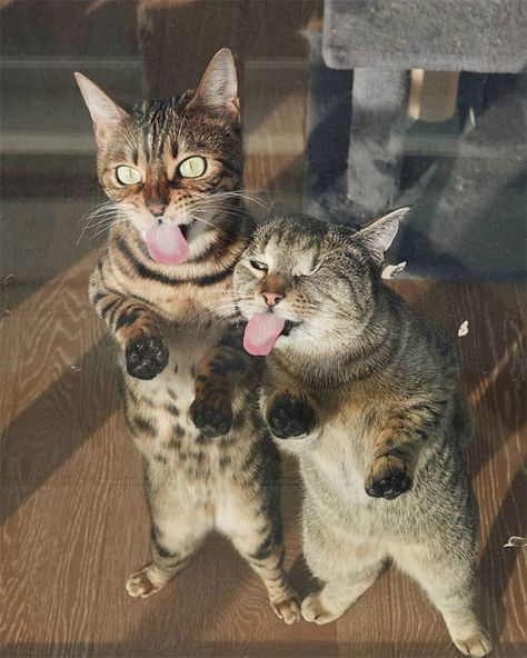 Pics Capturing Why Two Cats Are Much Better Than One - I Can Has Cheezburger? Exotic Shorthair, Image Chat, Painting Media, Cute Cats And Kittens, Cat Supplies, Funny Funny, Cute Kittens, Funny Animal Pictures, Pretty Cats