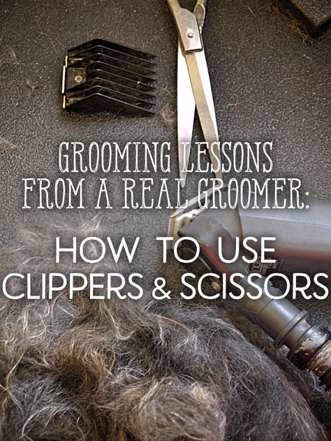 Dog Grooming Diy, Goldendoodle Grooming, Schnauzer Grooming, Dog Grooming Styles, Dog Grooming Salons, Puppy Grooming, Dog Clippers, Dog Grooming Tips, Poodle Grooming