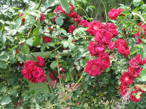 Rosa 'Climbing Don Juan' / Rosa 'Climbing Don Juan' - OnlinePlantGuide.com 7050 Don Juan Rose, Growing Vines, Hot Pink Flowers, Flower Close Up, Don Juan, Planting Roses, Climbing Roses, Fragrant Flowers, Trees And Shrubs