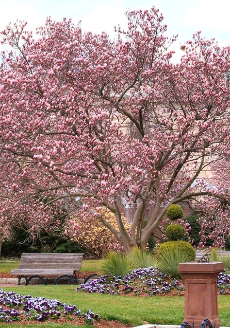 'Jane' Magnolia Tree Ornamental Trees Landscaping, Magnolia Tree Landscaping, Jane Magnolia Tree, Saucer Magnolia Tree, Magnolia Jane, Jane Magnolia, Purple Flower Arrangements, Purple Flower Background, Purple Flower Bouquet