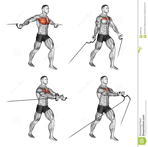 Exercising. Middle And Low Cable Fly - Download From Over 64 Million High Quality Stock Photos, Images, Vectors. Sign up for FREE today. Image: 66935758 Cable Flies Workout, Chest Cable Workout, Fly Workout, Chest Fly Workout, Calisthenics Workout Routine, Chest Workout For Men, Chest Workout Routine, Wall Art Portrait, Cable Workout