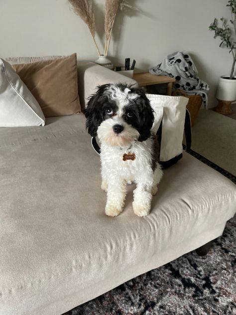 Cavapoo Black And White, Black And White Cavapoo, Cavapoo Black, White Cavapoo, Cavapoo Puppy, Cavapoo Puppies, Dog Stuff, Dream Life, Cute Animals