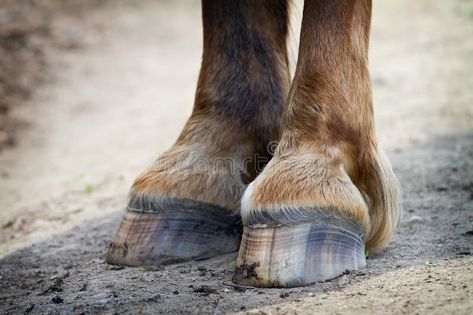 Horse Puns, Horse Hooves, Horse Clipping, Horse Treats, Horse Health, Horse Owner, Landscape Paintings, Original Artwork, Horses