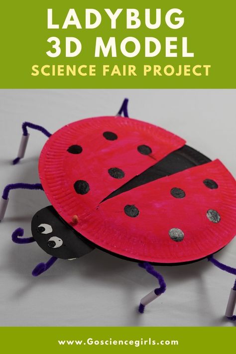 3d Ladybug Craft, 3d Insects Craft, Insect Project, Ladybug Craft, Biology Projects, Clay Model, Insect Crafts, Ladybug Crafts, School Craft