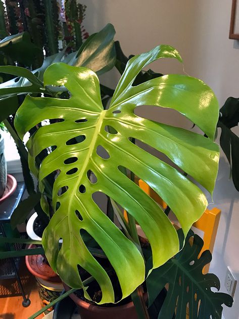 GardenLady.com | Monstera deliciosa is a Delicious Monster Plant Monster Delicious Plant, Delicious Monster Plant, Monsters Deliciosa, Monsters Plant, Monster Plant, Church Conference, Swiss Cheese Plant, Cheese Plant, Monstera Deliciosa